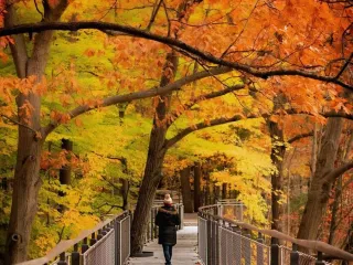 Walk Among the Trees: Discover the Magic of Dow Gardens Whiting Forest Canopy Walk