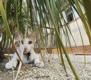 The Hidden Struggles of Indoor Cats: Why Enrichment Matters