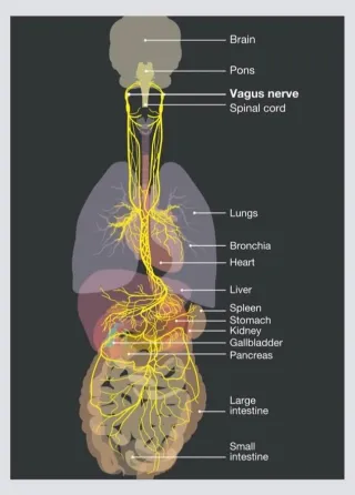 Tension to Tranquility: the Soothing Science of the Vagus Nerve
