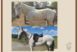 Balance the point of Dressage