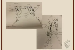 Understanding the horses carrying system