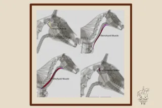 Hyoid bone, seemingly insignificant bone
