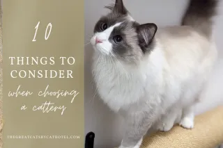 10 things to consider when choosing a boarding cattery
