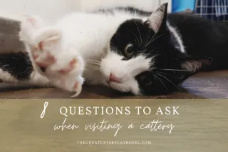 8 questions to ask when visiting a cattery