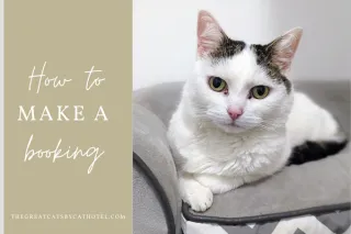 How to make a booking at The Great Catsby
