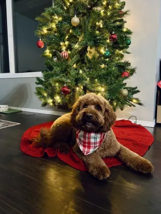 The Hazards of Christmas