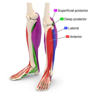 Shin Splints to Stress Fractures: A Continuum