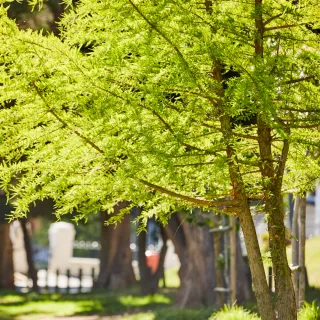 Defend Your Greenery: Ultimate Guide to Disease-Free Trees!