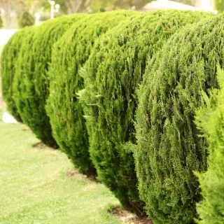 Transform Your Garden: Essential Shrub & Hedge Trimming Tips