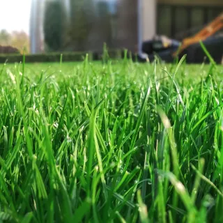 Is Your Lawn Dying? Discover Central FL's Best Lawn Care Secrets!