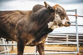 Choosing the Right Caliber of Bulls to Ride