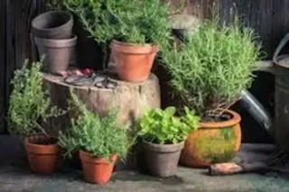 Plants that Repel Ticks and Mosquitos