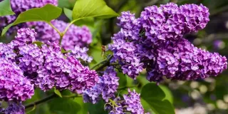 May 2022 Newsletter