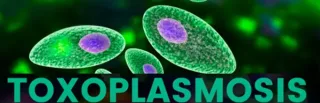 Lyme Coinfection Series – Toxoplasmosis