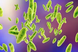 Lyme Coinfection Series-Brucella
