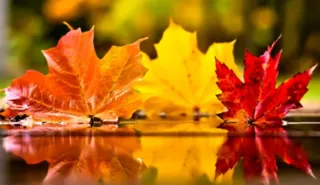 Fall into Wellness with IM of CNY’s Limited Time Wellness Packages