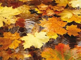 All the Fall Feels