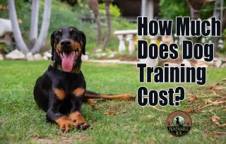 How Much Does Dog Training Really Cost? Unlocking Your Pup's Potential Without Breaking the Bank