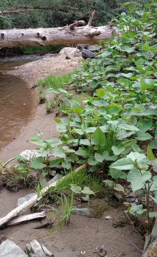 Eco-Friendly Ways to Control Japanese Knotweed