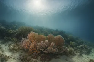 The Architecture of Coral Reefs