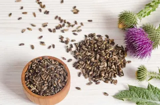 Meet the Herb: Milk Thistle, Mary thistle