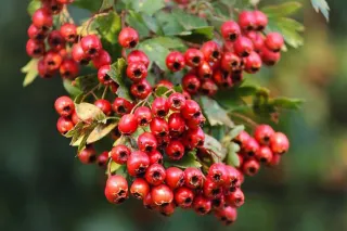 The Power of Hawthorn and the Cardiovascular System