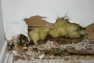 Understanding Drywall Mold: Causes, Prevention, and Solutions