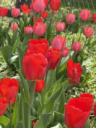 Spring into Wellness