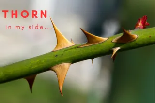 THORN IN MY SIDE