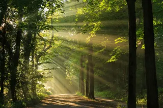 Guided Meditations
