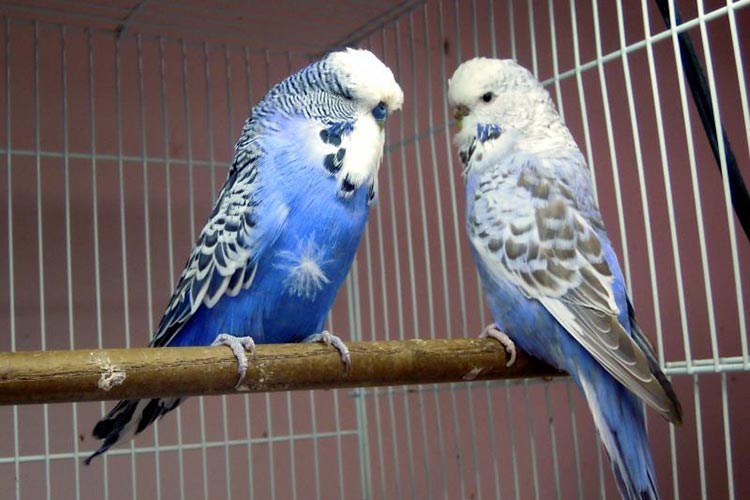 What Everyone Ought to Know About the English Budgie