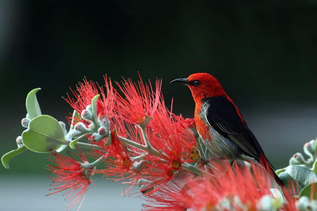 10 magnificent Florida birds