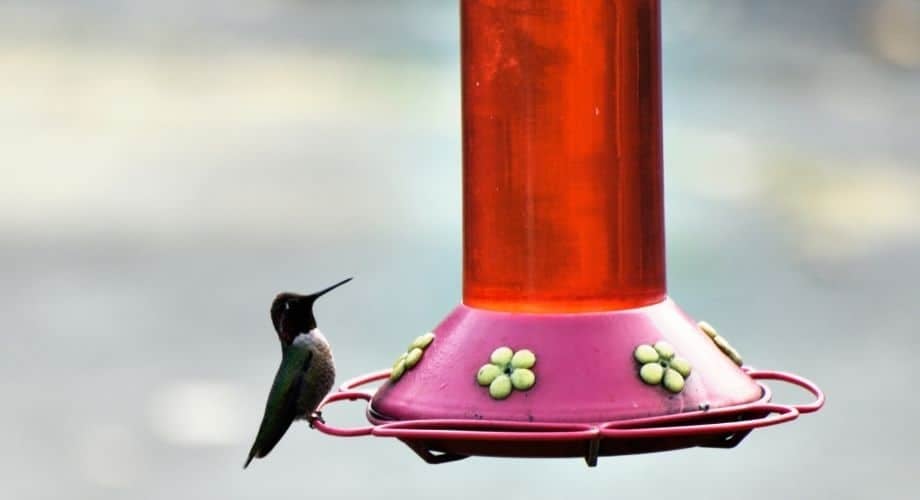 How to choose the perfect Bird Water Feeder