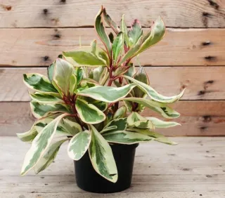 Meet Peperomia: The Perfect Low-Maintenance Roommate