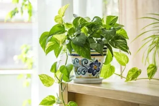Pothos: The Plant That Thrives on Neglect