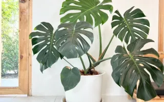 Monstera Deliciosa: The Queen of Statement Plants