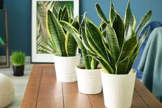 Snake Plant: The MVP of Low-Light Living
