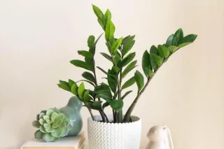 ZZ Plant: The Glossy, Go-Anywhere Green Machine