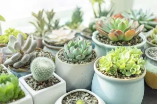 Succulents: Tiny, Tough, and Totally Cute