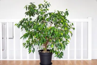 Ficus: The Classic That’s Full of Personality