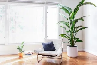 Bird of Paradise: The Statement Maker With Big Jungle Energy