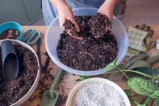 Let’s Talk Dirt: Why Your Soil Mix Matters