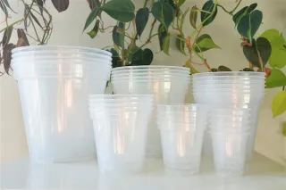 Why We Love Clear Nursery Pots (and You Will Too)