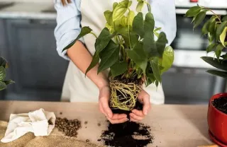 Pot Size Matters: How to Choose the Right Home for Your Plant