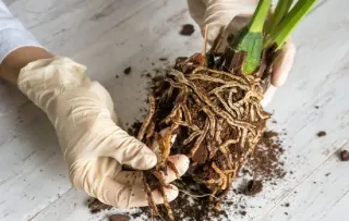 Root Rot: What It Is, Why It Happens, and How to Stop It