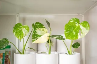 Thai Constellation Monstera: The Celestial Queen of Houseplants
