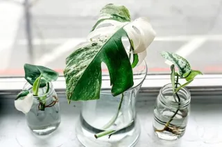 Why Isn’t My Cutting Rooting? (And How to Fix It)