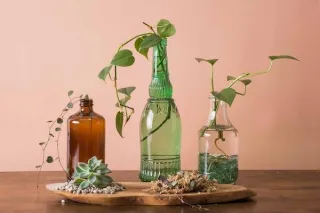 Moss vs. Water: Which Propagation Method Is Right for You?