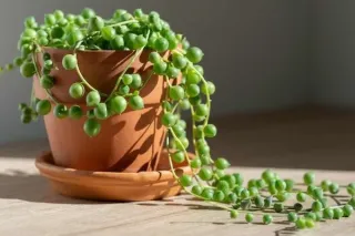 String of Things: Caring for Pearls, Hearts, Turtles & Dolphins