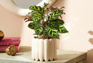 The Drama and the Reward: Caring for Calatheas Without the Meltdowns